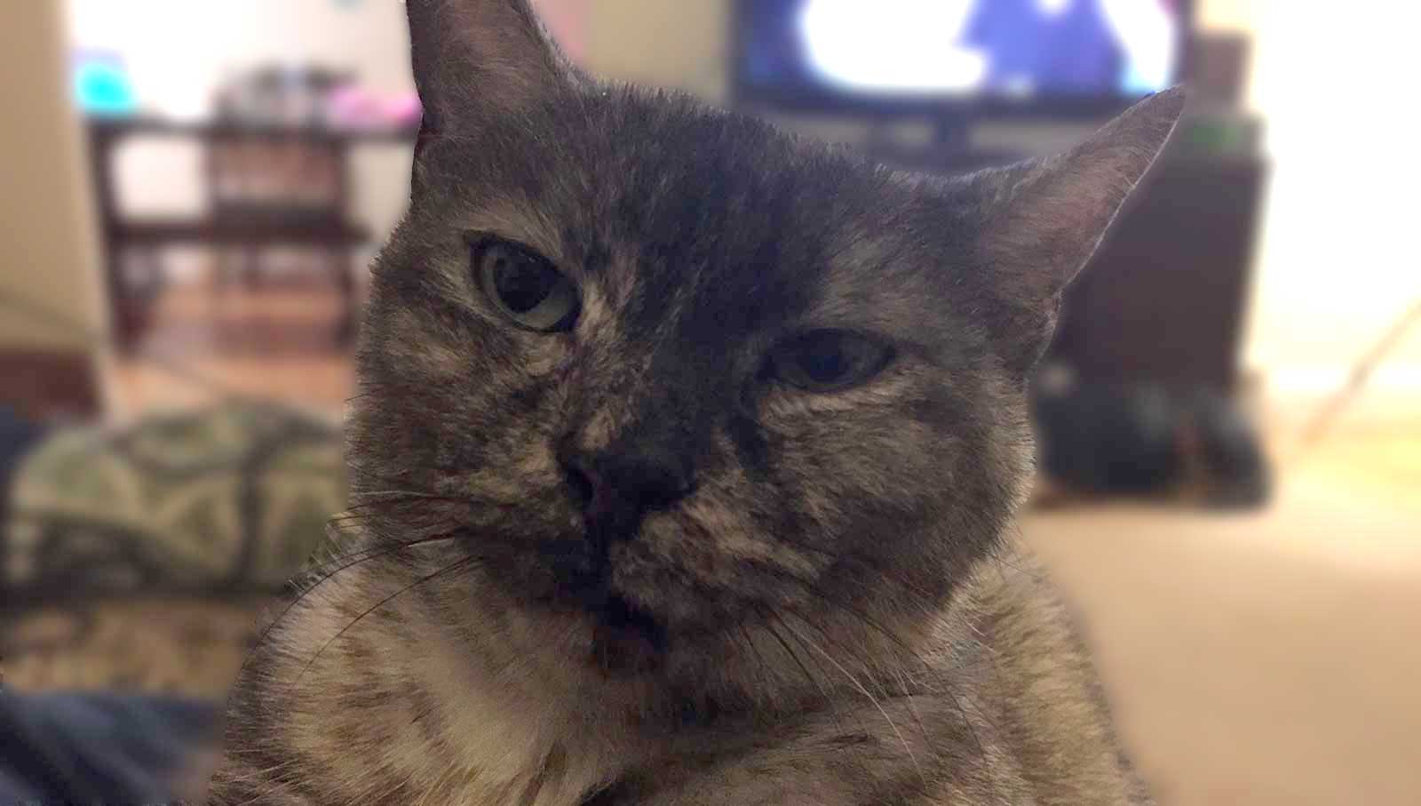 Peef, the cat the app is named after